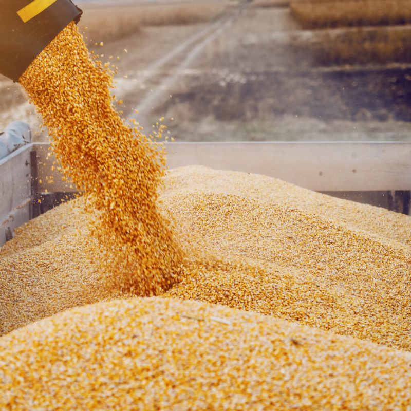 Machine for separating corn grains working on field and filling tractor trailer with corn. Autumn time. Husbandry concept.